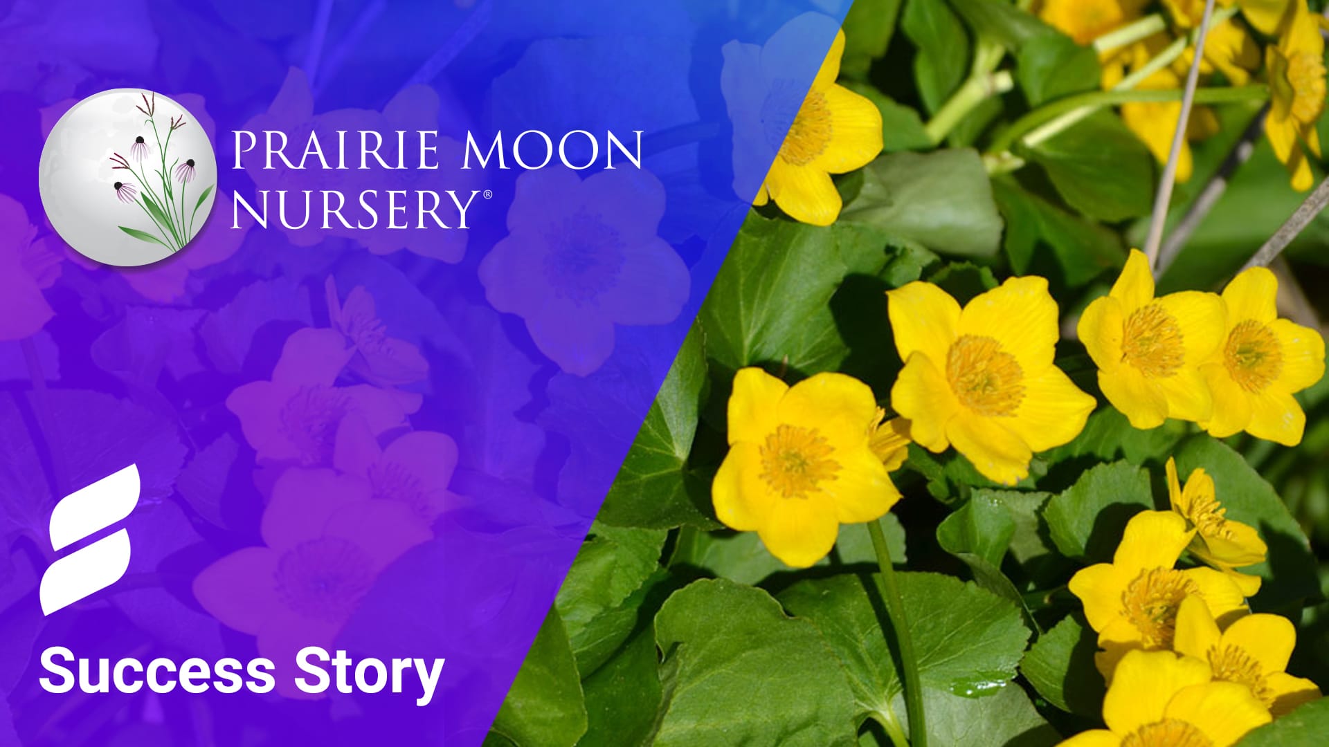 Prairie Moon Searchspring case study